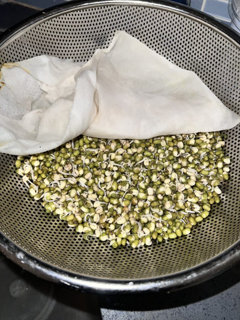 Mung bean Sprouts 1